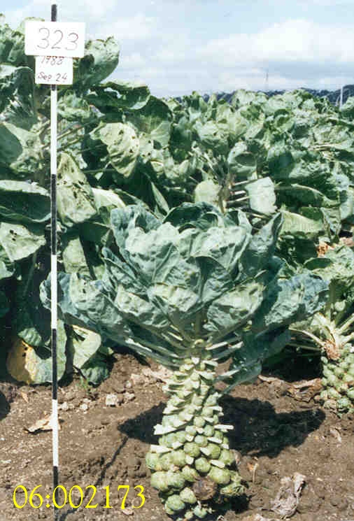 Old looking photo of a Brussel sprout plant in a field.