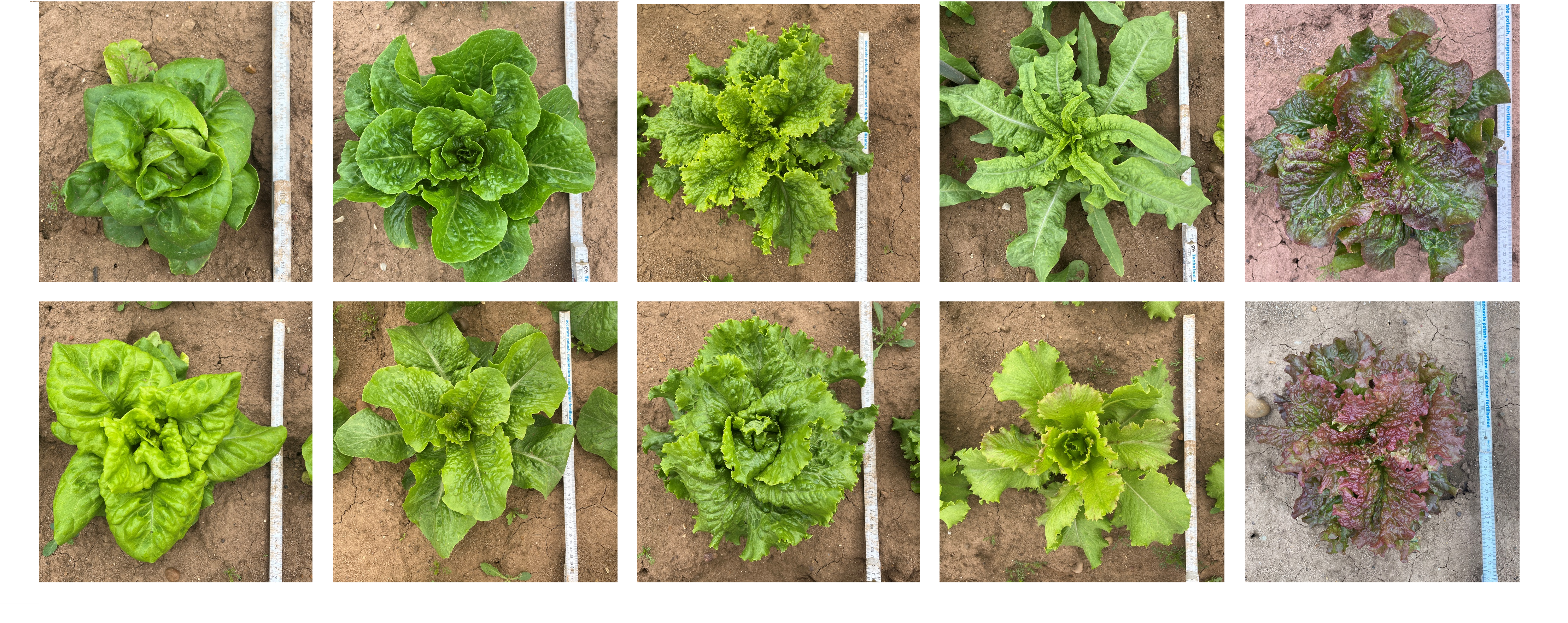 2 x 5 grid containing images of lettuces. The lettuces vary in head shape (compact or open), leaf structure (straight edged or frilly edged) and in colour (green or red/purple).