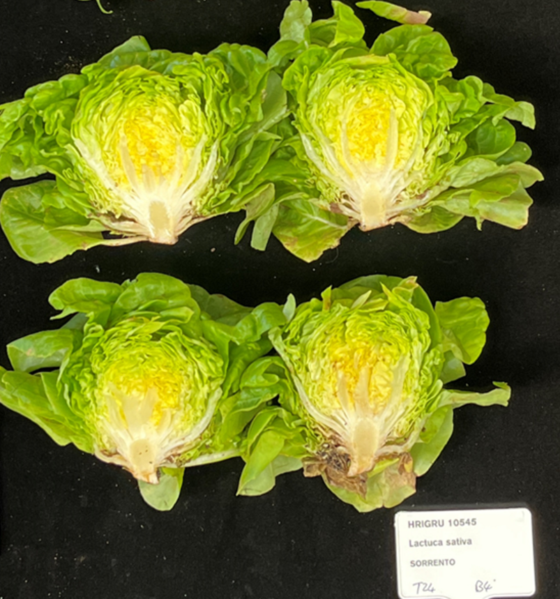 Four cauliflowers on a black background
