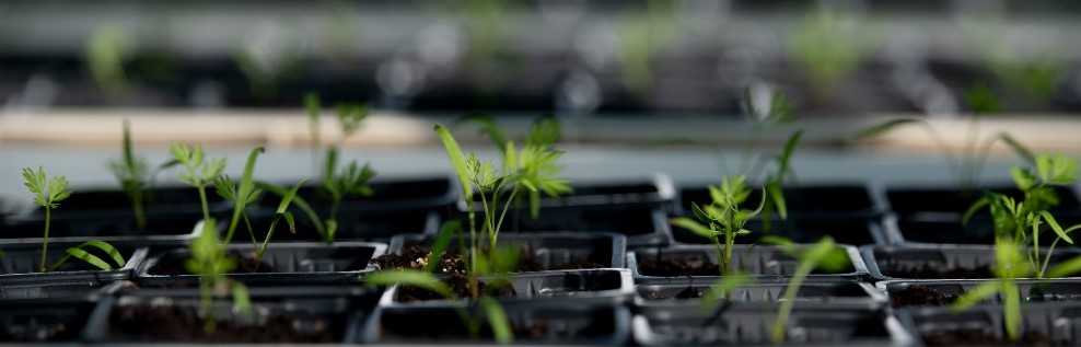 Carrot seedlings in pots in trays