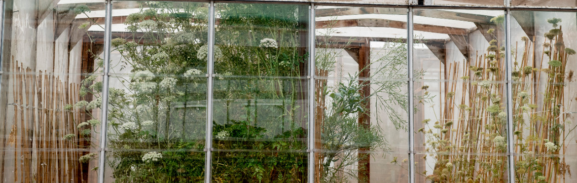 Plants in a glasshouse