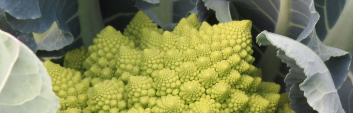 Romanesco cauliflower