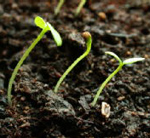 Weed seedlings