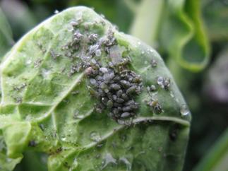 Cabbage Aphid