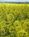 OSR