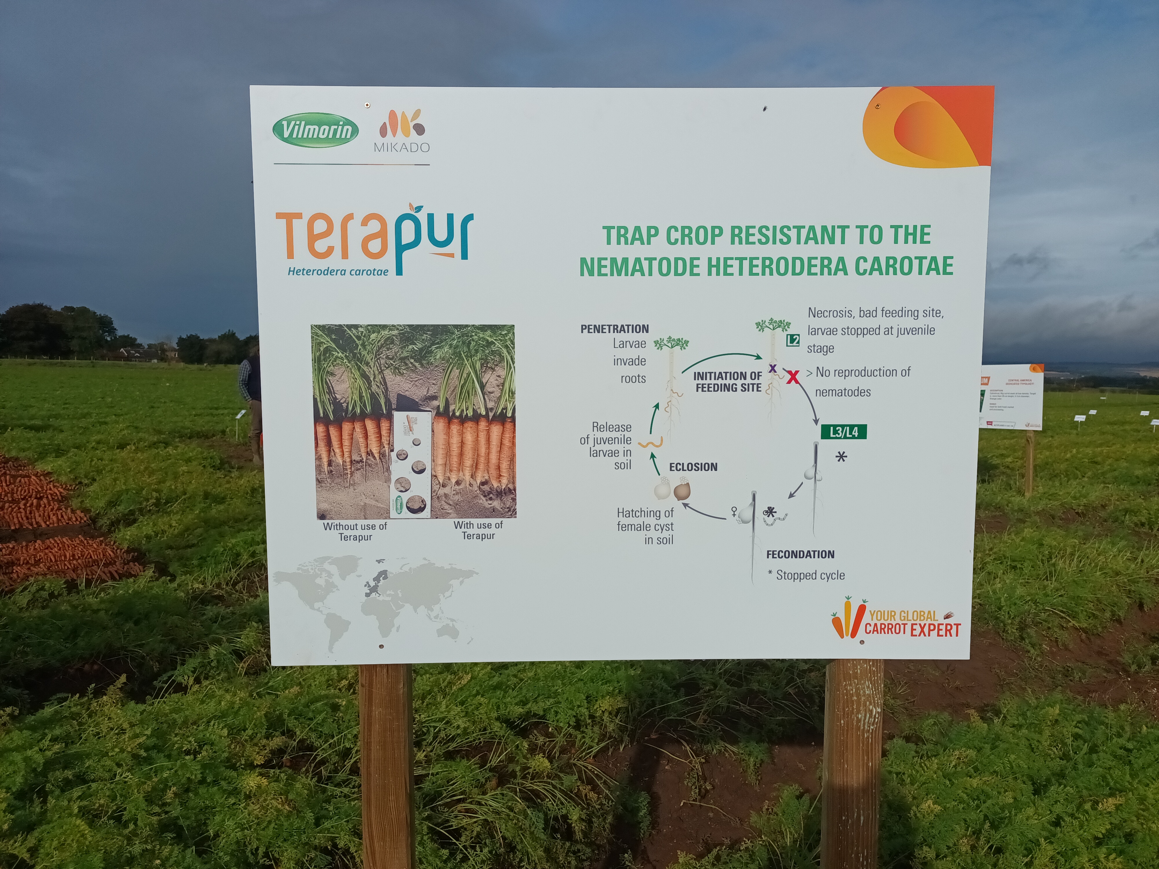 carrot nemotode trap crop description