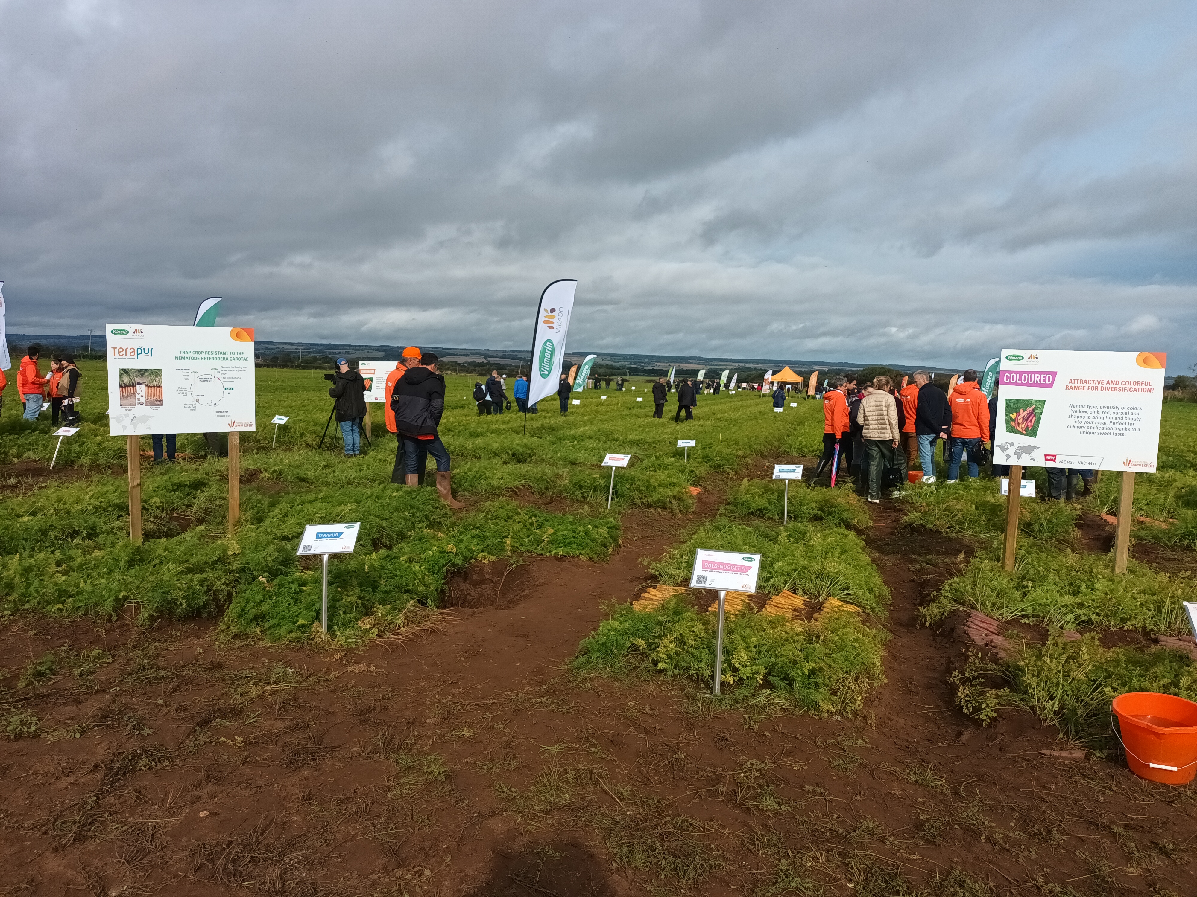 Carrot conference field day