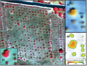 Epidemiological spread model showing almond orchard infected with Xylella fastidiosa