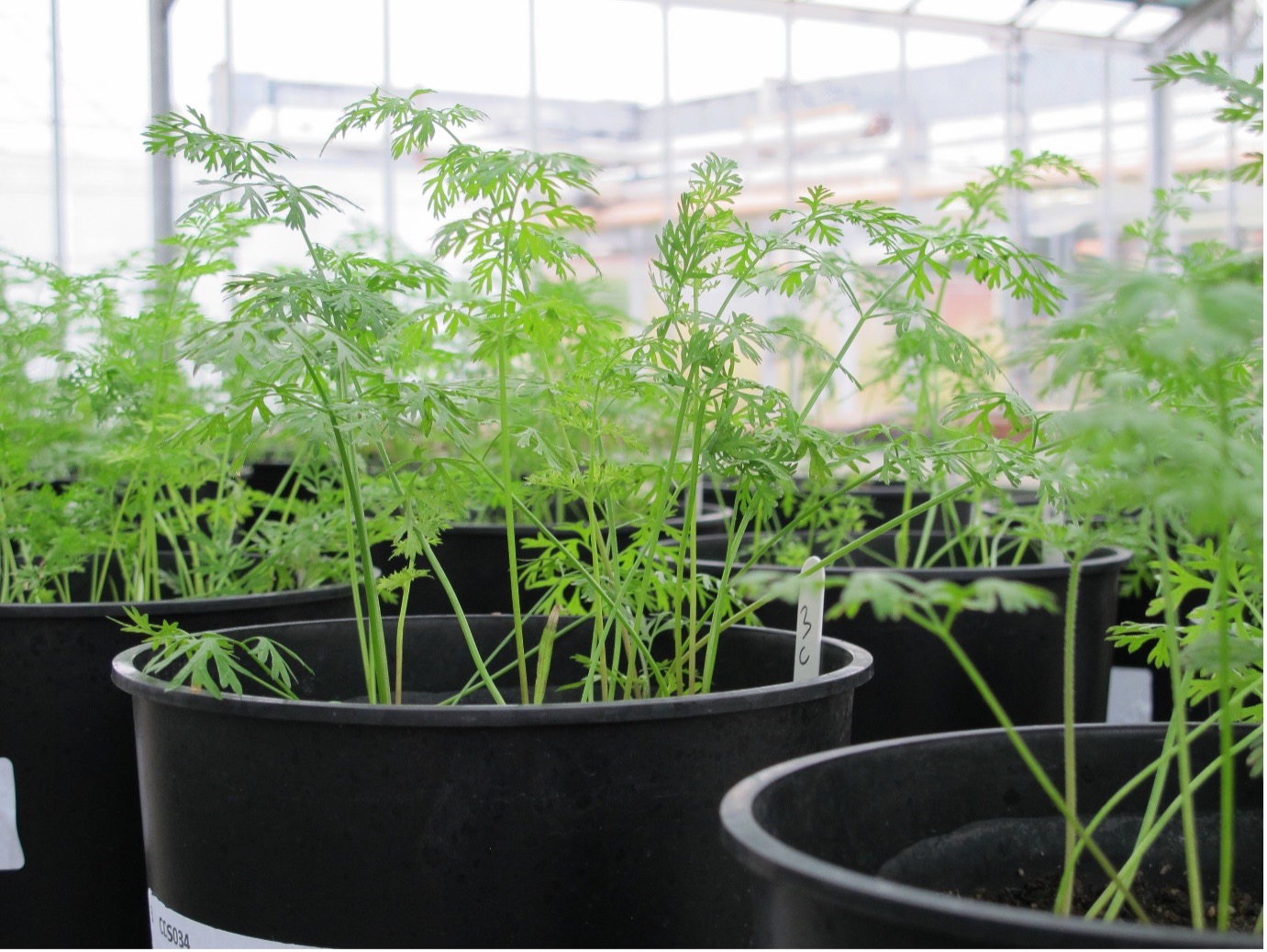 Pot of carrot seedlings