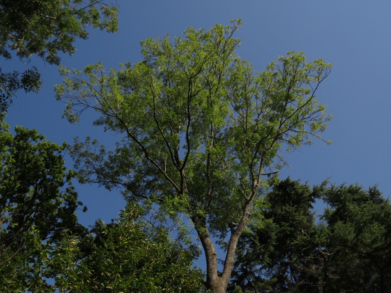 Ash dieback Image