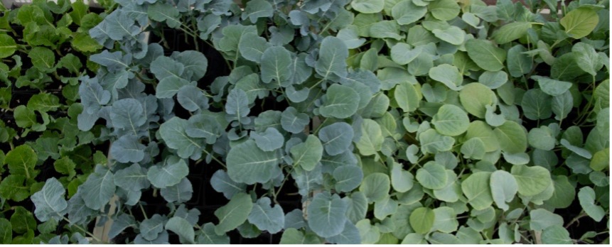 Brassica accessions from the GRU