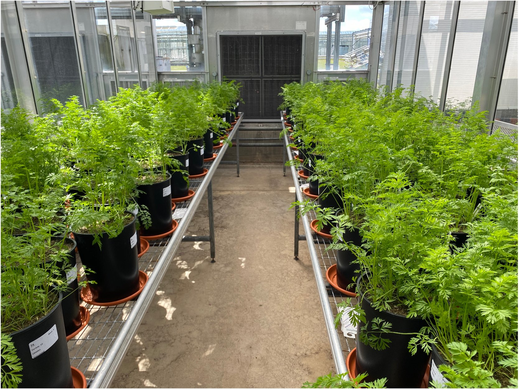 Pots of carrots in a glasshouse being screened for resistance to cavity spot