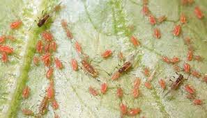 Currant lettuce aphids on lettuce leaf