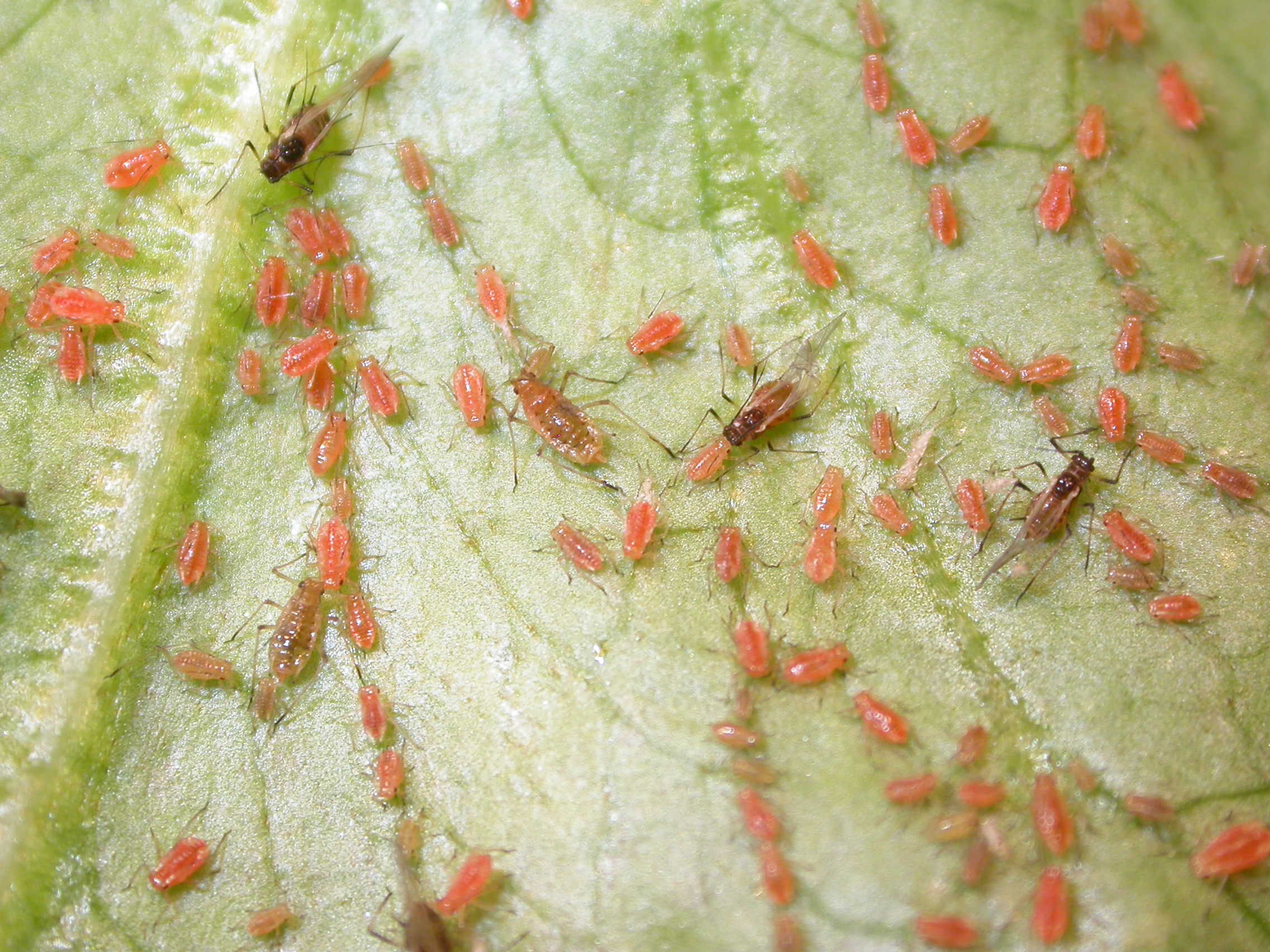 Currant-lettuce aphid (Nasonovia ribisnigri) on lettuce