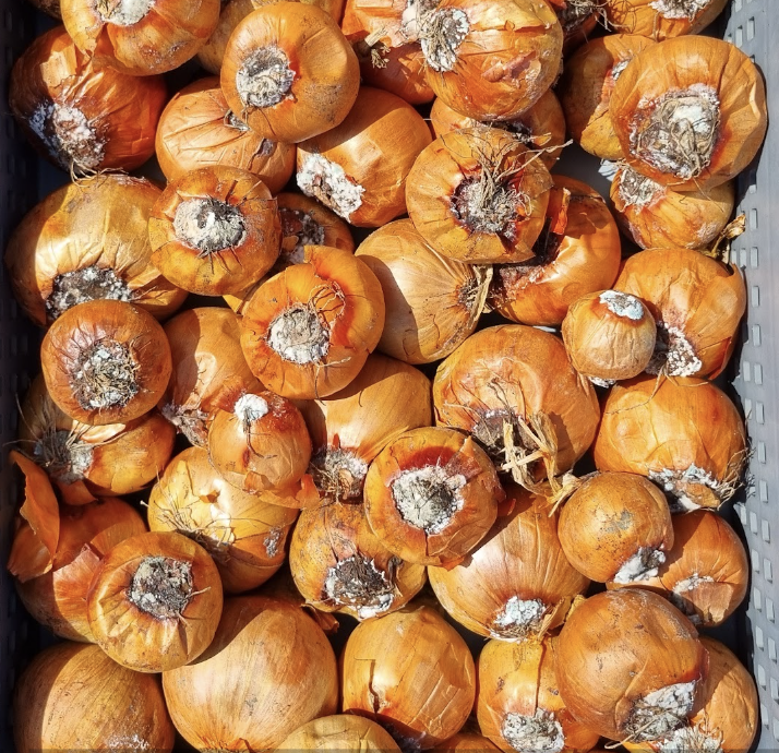 Diseased onions