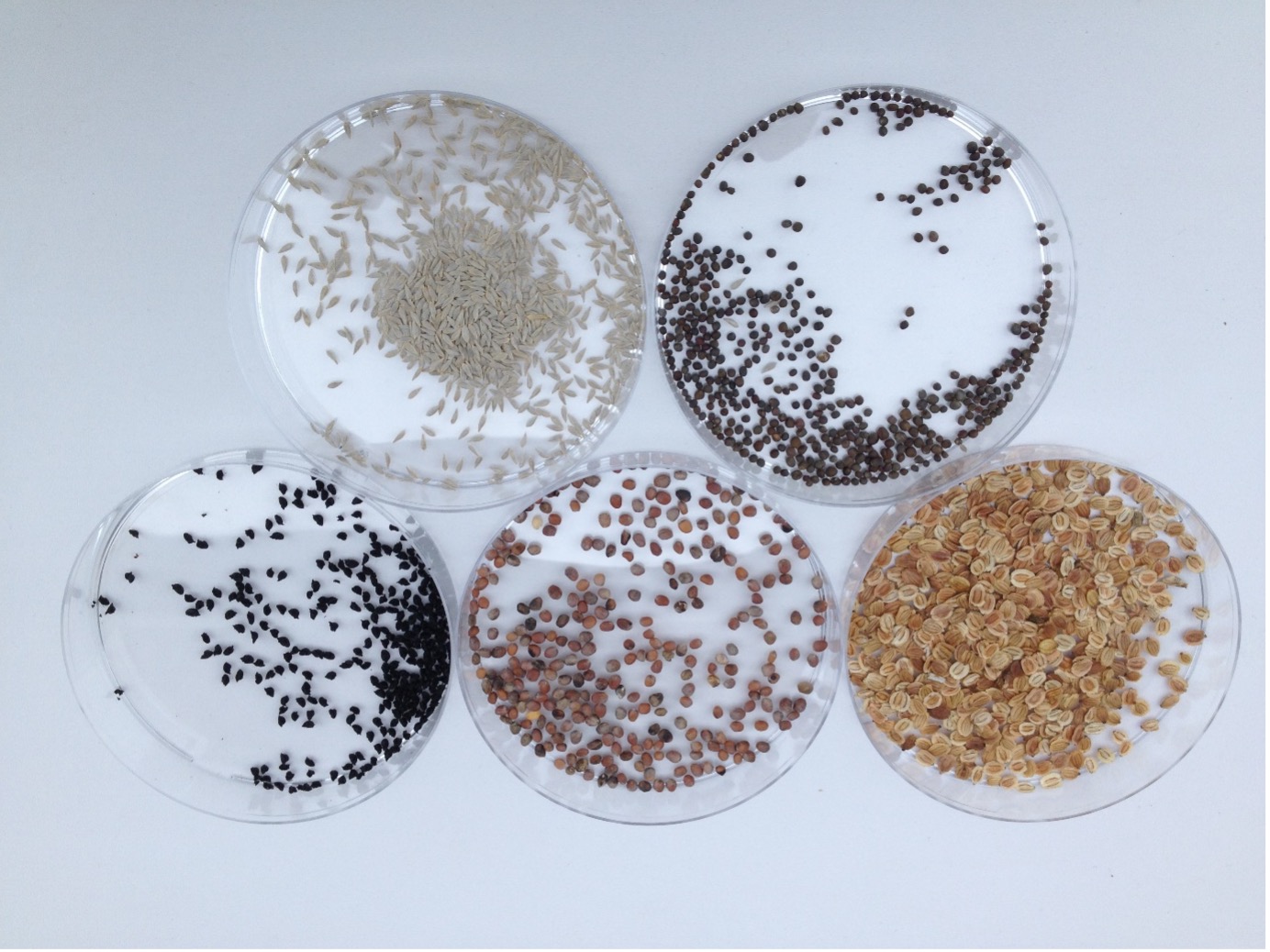 Seed from different vegetable crops (left to right – onion, lettuce, radish, cabbage, parsnip)