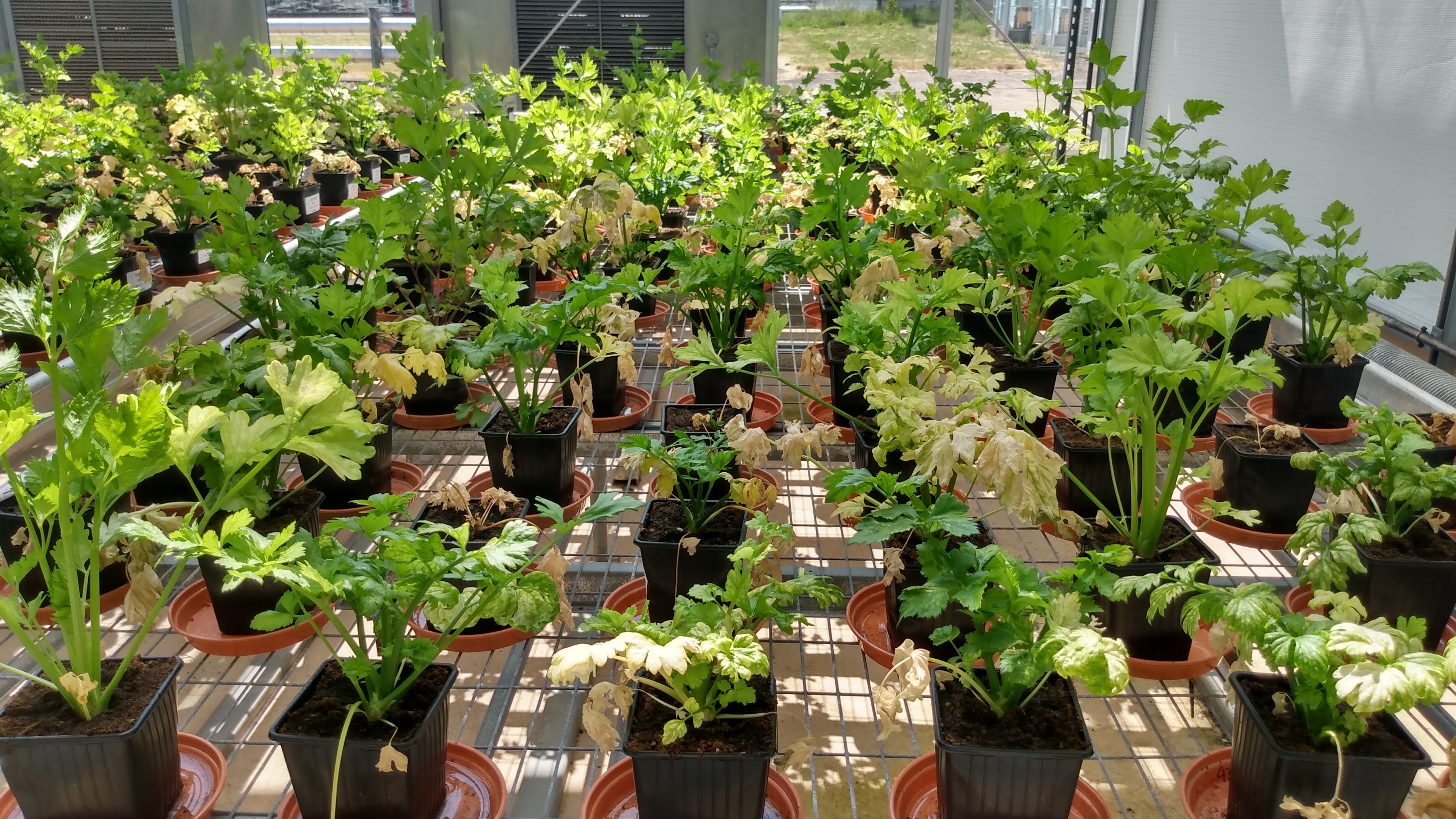 Fusarium in Celery