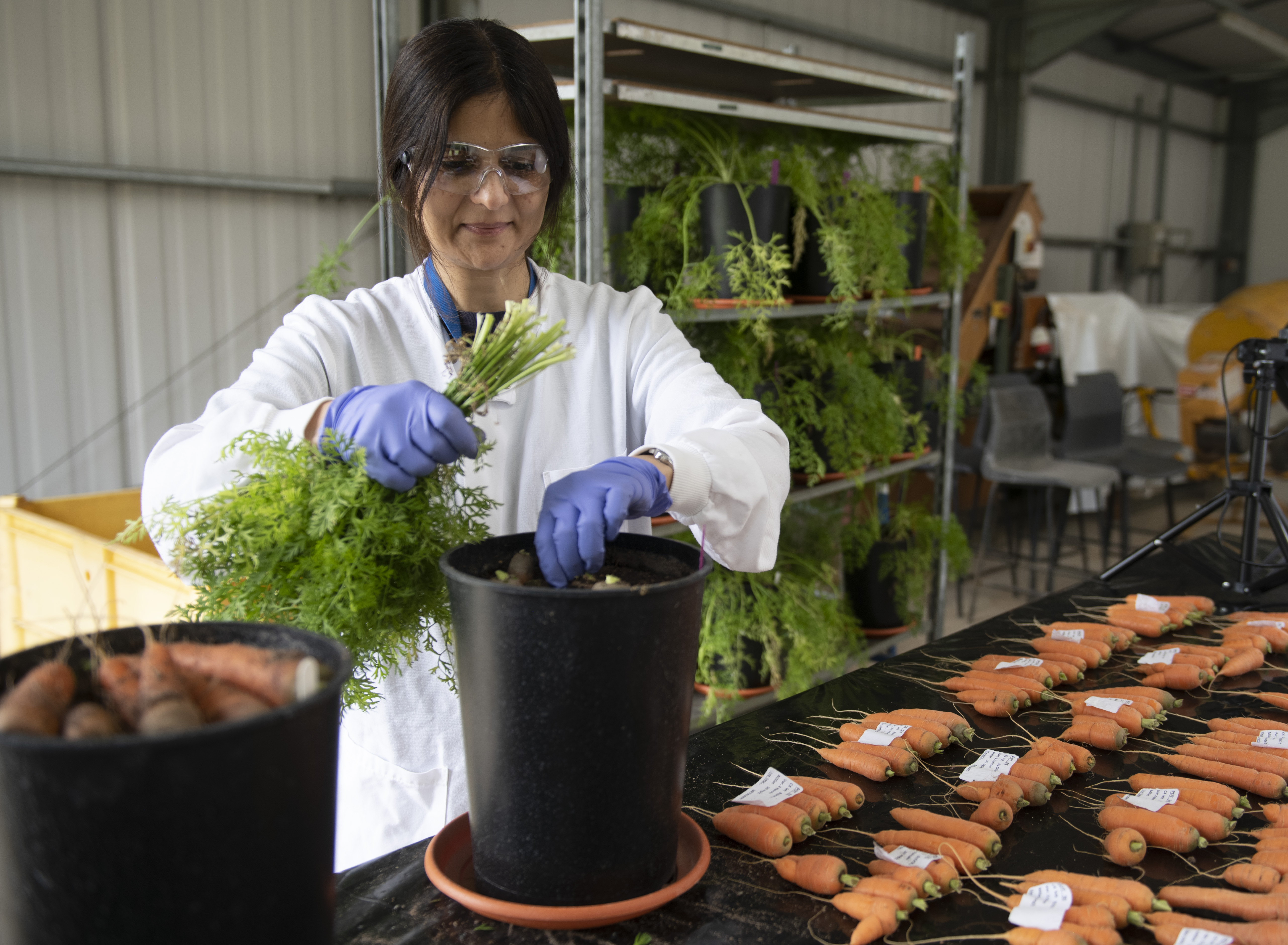 Assessing carrot for cavity spot symptoms