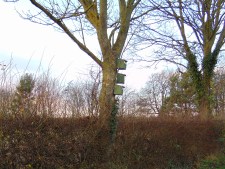 Tree sparrow next boxes