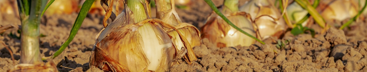 Onion
