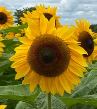Image of sunflower in a field