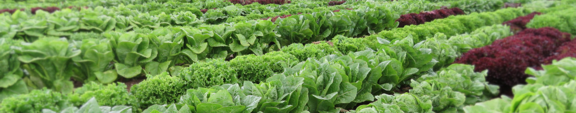 Lettuce Diversity