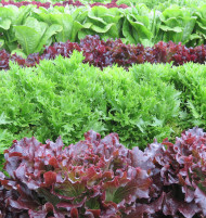 Lettuce Diversity
