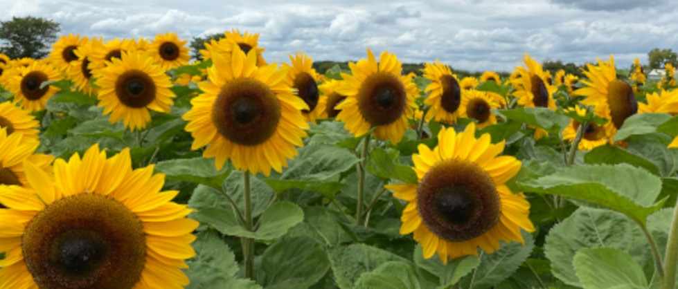 Sunflower Field