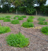 carrot plots