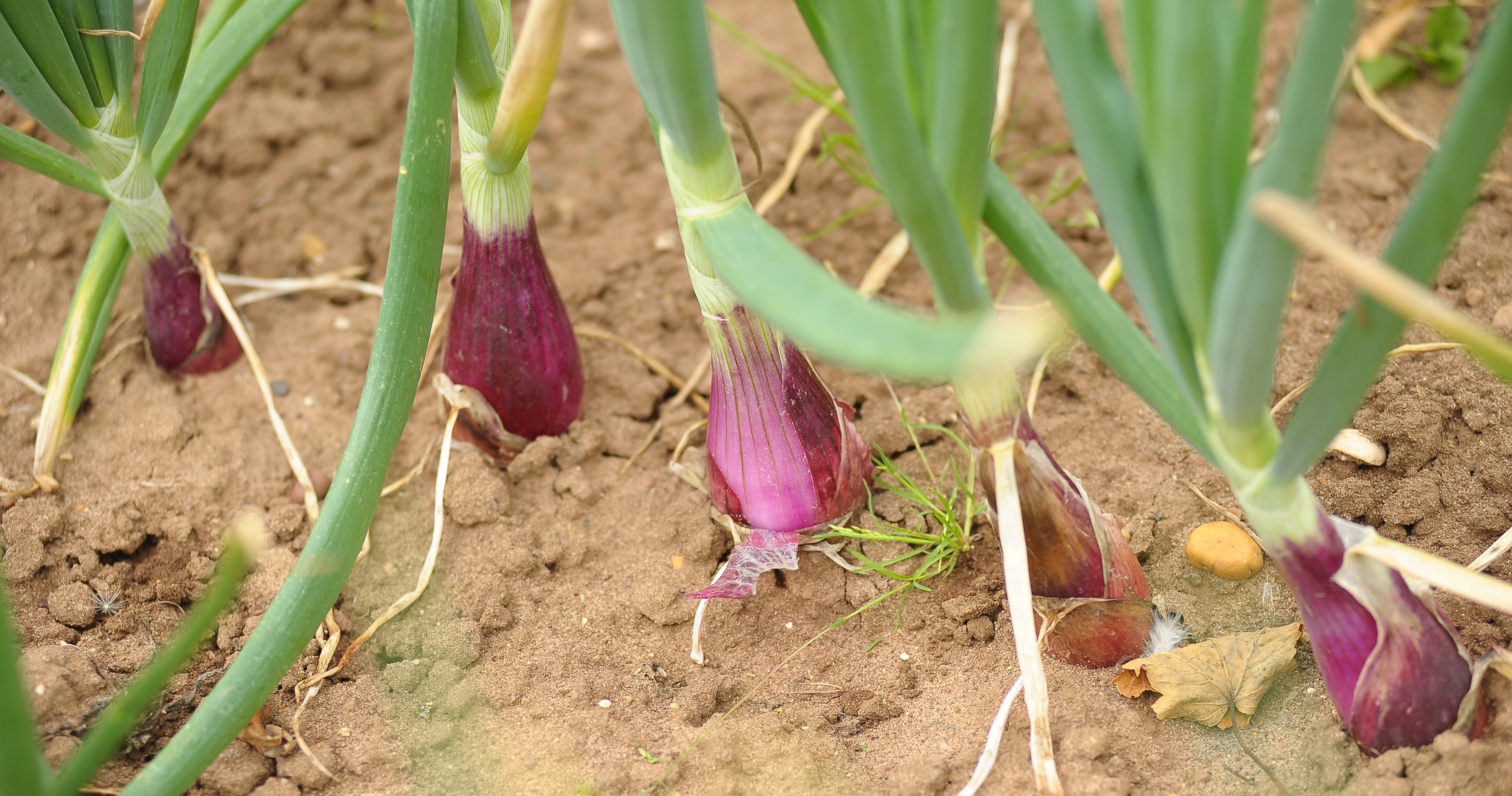 Onion bulbs growing in a field