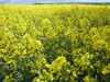 field of osr