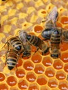 Honeybees