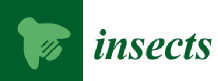 Insects logo