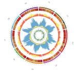 The B. oleracea genome