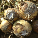 White rot in onions