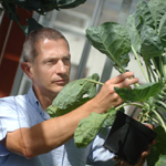 Dr Graham Teakle with brassica