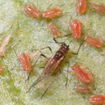 currant lettuce aphid