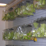 Lettuce shelf life
