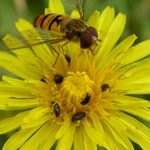 adult hover fly