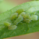 Wingless Willow-carrot aphids