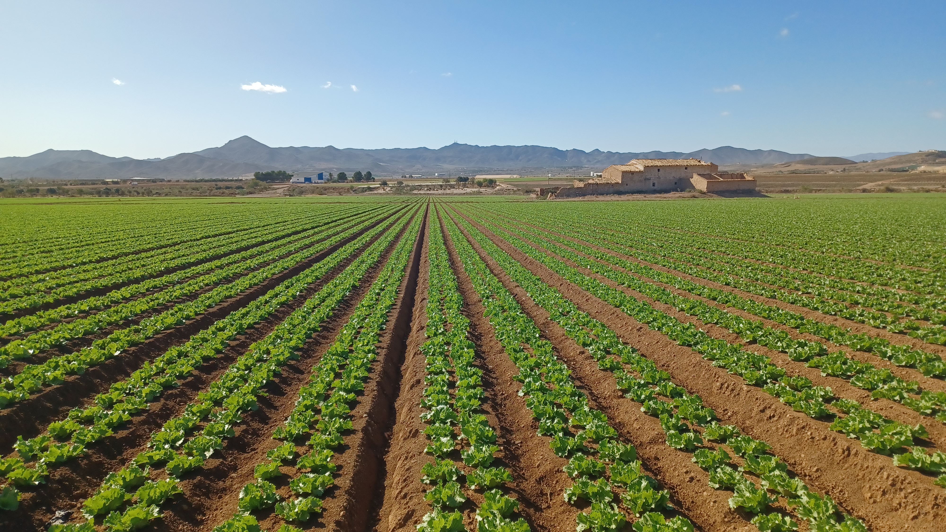 Fields of Lettuce in Spain