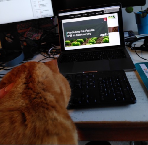 Image of Becca's orange coloured cat, Sweet Potato, watching the laptop screen which feature's a presentation from Chris on the future of IPM