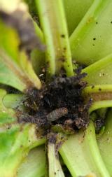 Beet Moth and Beet Moth damage to Beet Plant, Images courtesy of BBRO