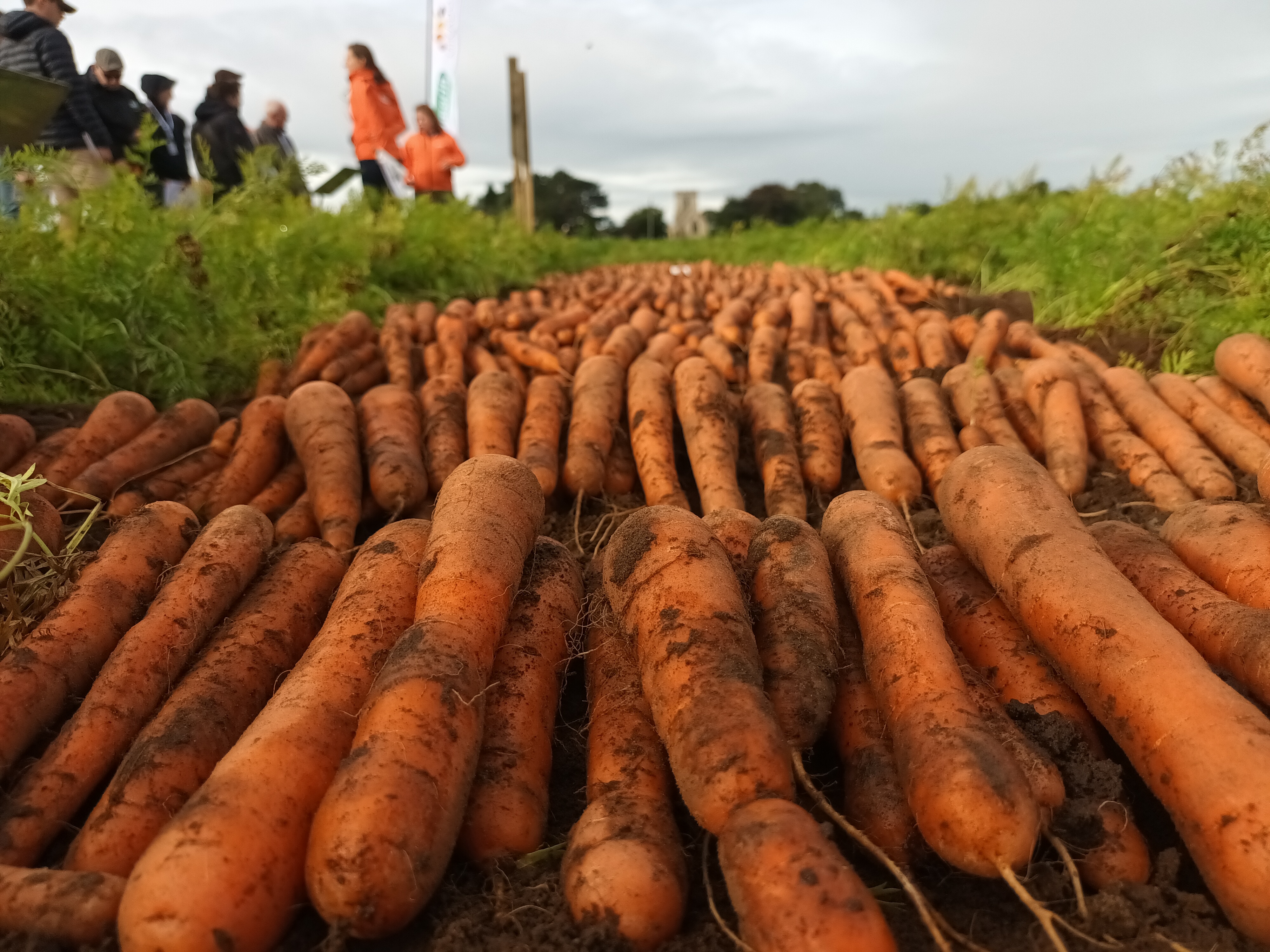 Carrot in field