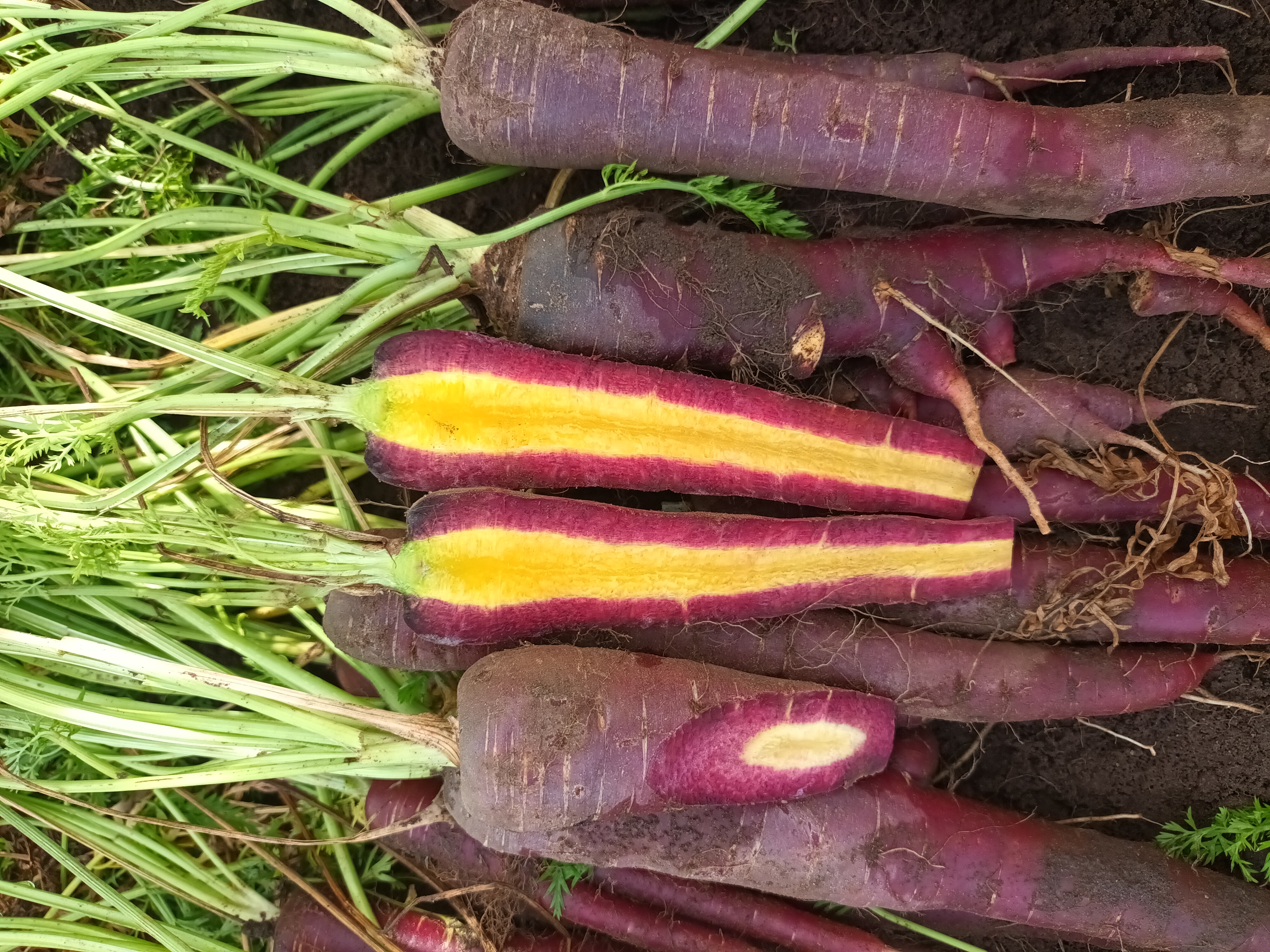 Purple carrot