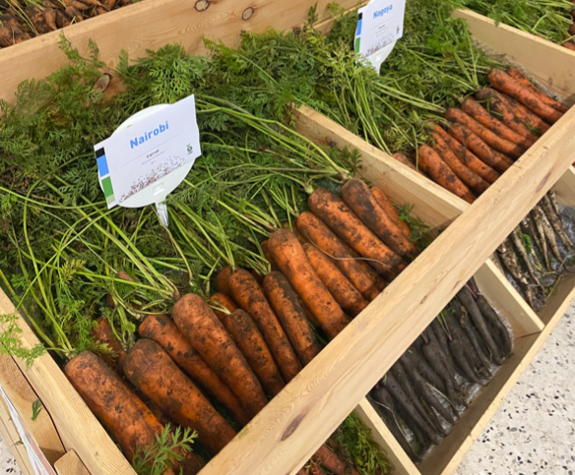 Carrot varieties in wooden crates on display at the carrot conference