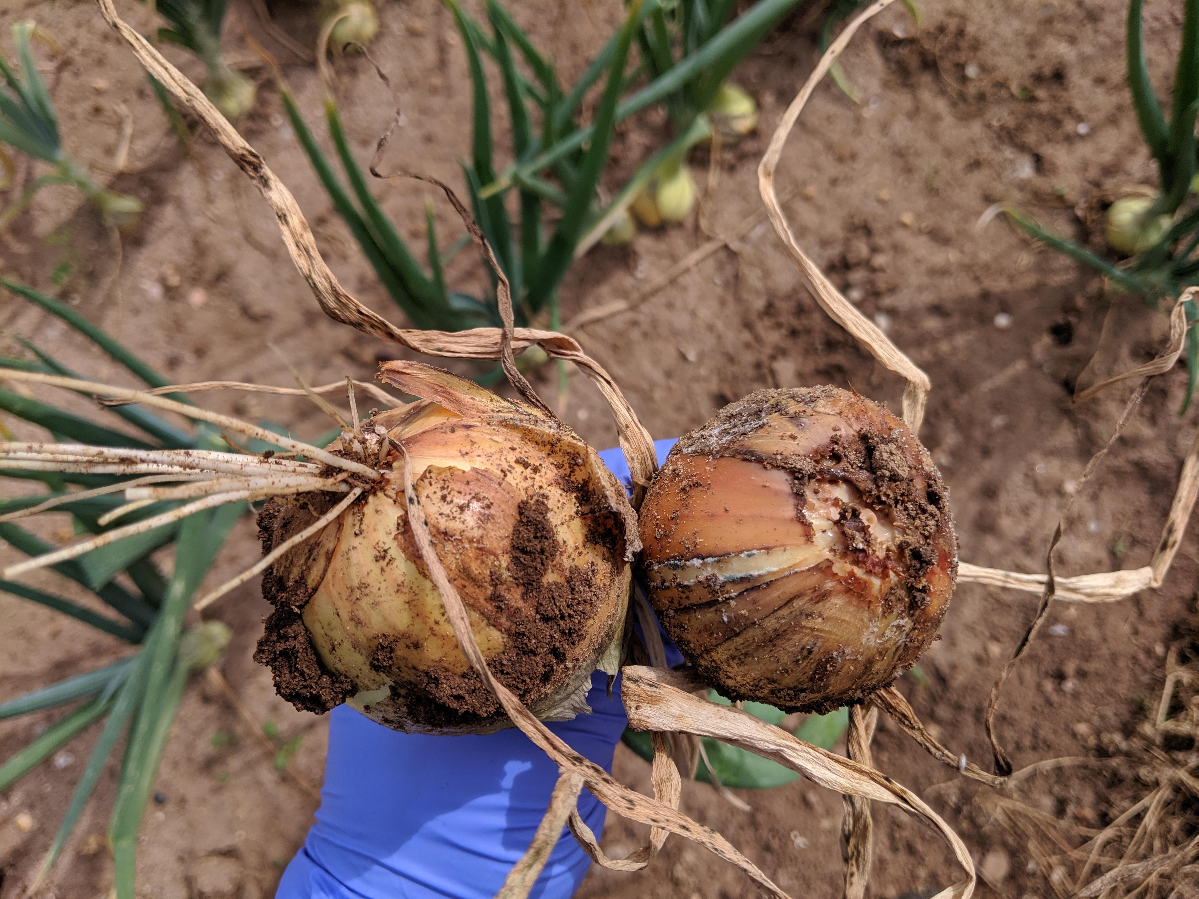 Onions harvested from the field showing disease