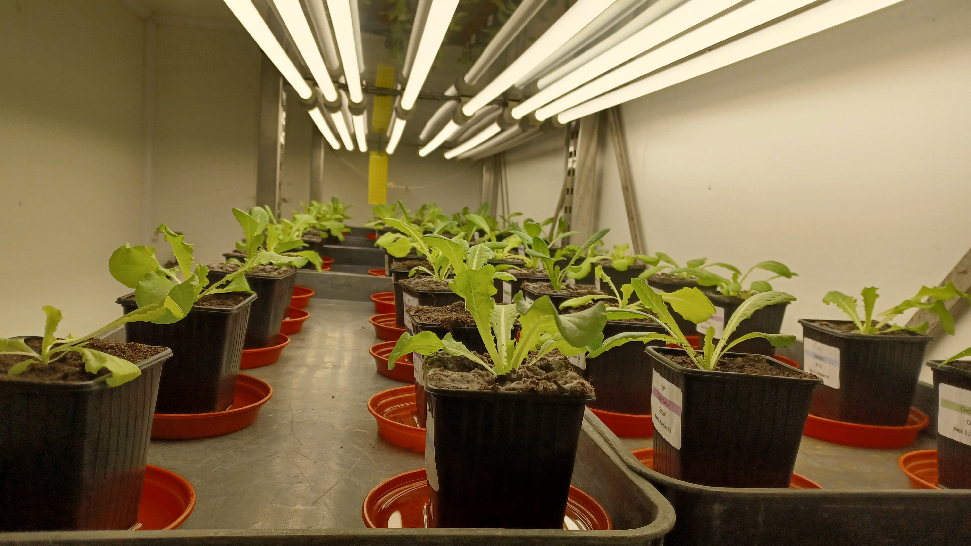 Lettuce plants on a shelf in a control environment unit