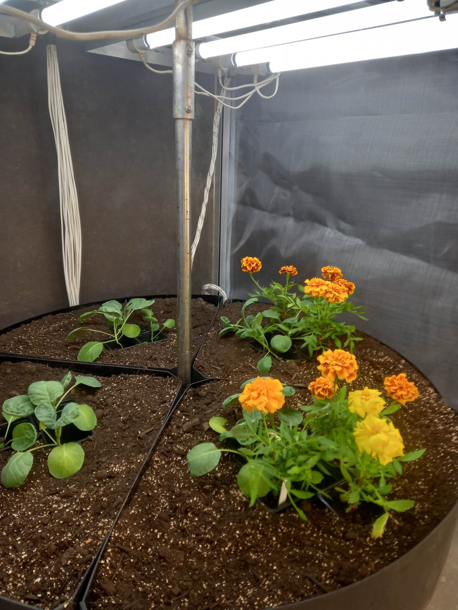 Companion planting using marigold and brassica in controlled environment