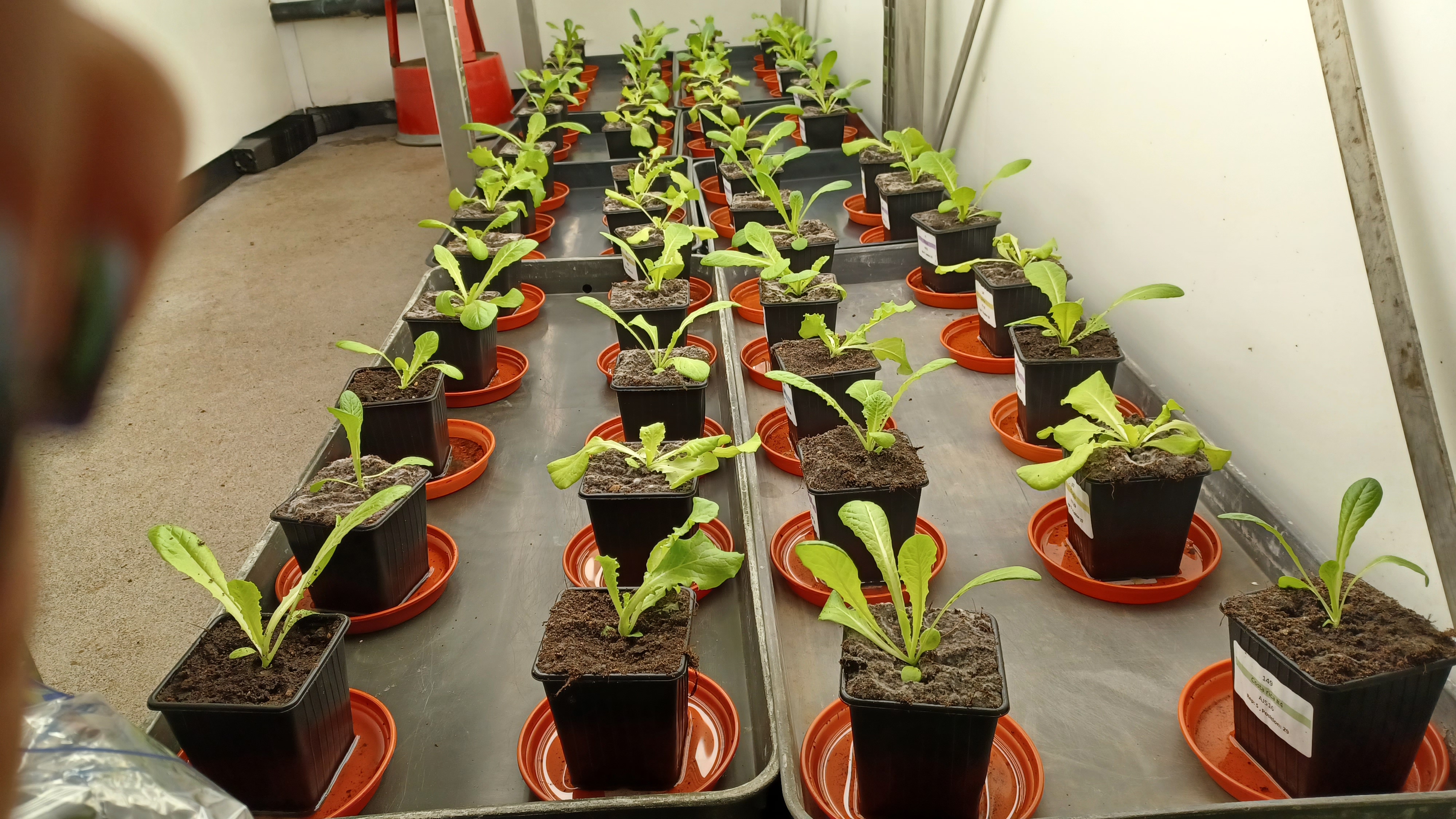 Lettuce plants in pots infected with fusarium on a shelf in a control environment unit